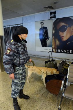  Köpekli bir müfettiş Moskova 'daki Sheremetyevo uluslararası havaalanındaki yolcuların bagajlarını inceliyor.