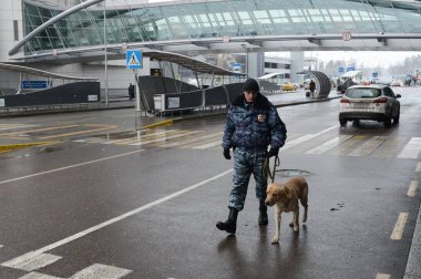  Moskova 'daki Sheremetyevo uluslararası havaalanında bir köpekle devriye gezen bir polis müfettişi-köpek eğitmeni.