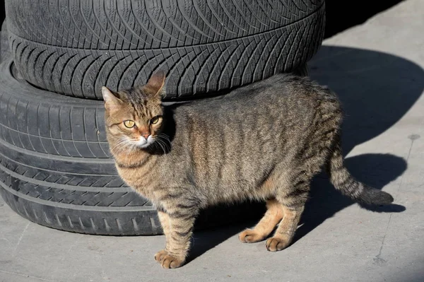 Gato gris sin hogar en la calle de Estambul — Foto de Stock