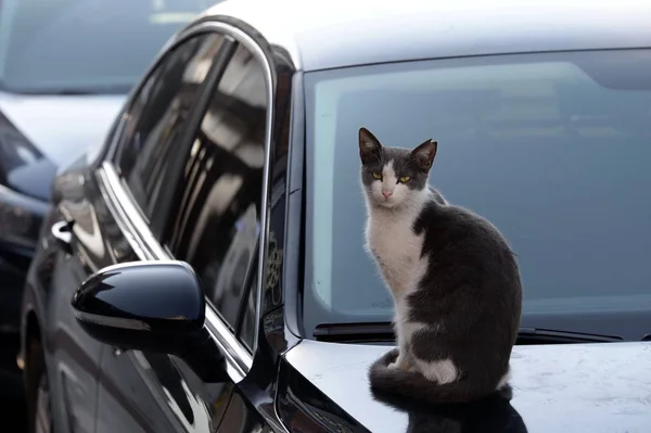 Gato sin hogar sentado en un coche en la calle de Estambul — Foto de Stock