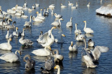 Altai Bölgesi, Rusya - 15 Ocak 2019: Whooper Kışları Batı Sibirya 'nın güneyinde geçirir. Işık Gölü. Yedek 