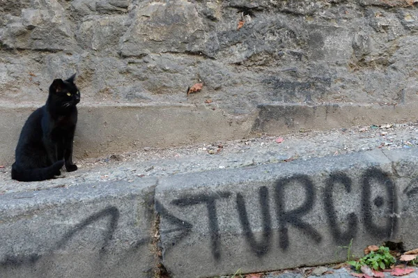 Istanbul Turquía Noviembre 2019 Gato Negro Sin Hogar Sienta Calle — Foto de Stock