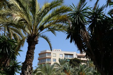 Elche, İspanya - 20 Eylül 2018 İspanya 'nın Elche şehrinde hurma palmiyeleri