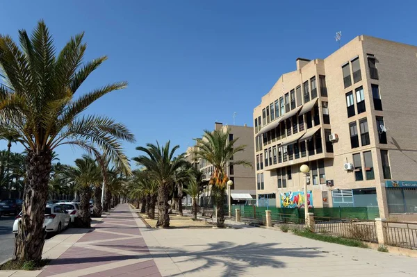 Elche Spanje September 2018 Datumpalmen Spaanse Stad Elche — Stockfoto