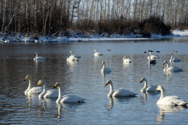 Altai Bölgesi, Rusya - 15 Ocak 2019: Whooper Kışları Batı Sibirya 'nın güneyinde geçirir. Işık Gölü. Yedek 