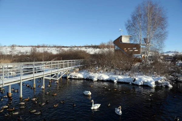 Région Altai Russie Janvier 2019 Des Cygnes Siffleurs Hivernent Dans — Photo