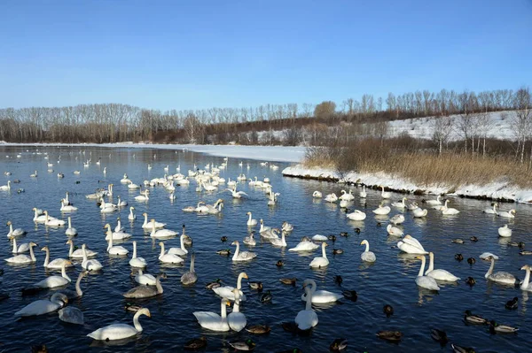 러시아 알타이 2019 시베리아에서 겨울을 큰고래 호숫가 Reserve Swan — 스톡 사진