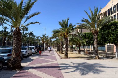 Elche, İspanya - 20 Eylül 2018 İspanya 'nın Elche şehrinde hurma palmiyeleri