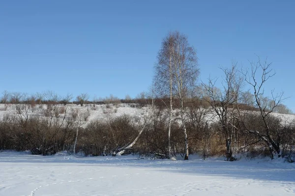 Région Altai Russie Janvier 2019 Rive Lac Svetly Altaï Région — Photo