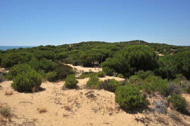 MATALASCANAS, İspanya - 10 HAZİRAN 2011: Endülüs, İspanya 'daki Doana Ulusal Parkı.