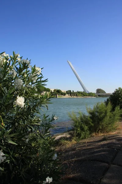 2011年7月14日 スペイン セビリア アラミロ島のプエンテ アラミロ Puente Del Alamillo がセビリアのグアダルキビル川を渡っていました — ストック写真