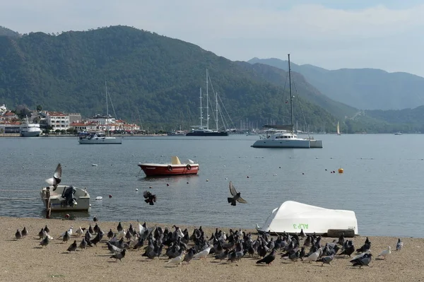 Marmaris Turchia Novembre 2019 Piccioni Sulla Spiaggia Nella Città Marittima — Foto Stock