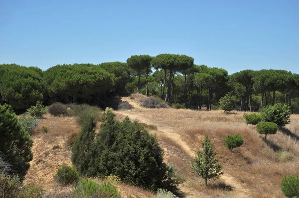 Matalascanas Spanya Hazi Ran 2011 Endülüs Spanya Daki Doana Ulusal — Stok fotoğraf