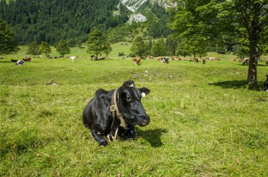 Siyah inek. Avusturya