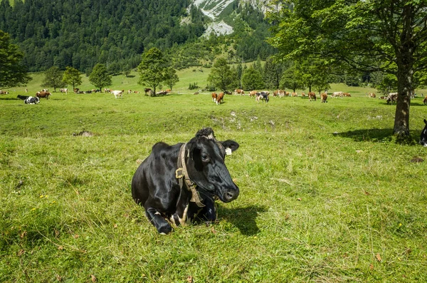 Siyah inek. Avusturya