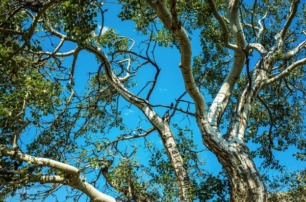 Grande álamo varrendo e rouxinol em um ramo — Fotografia de Stock