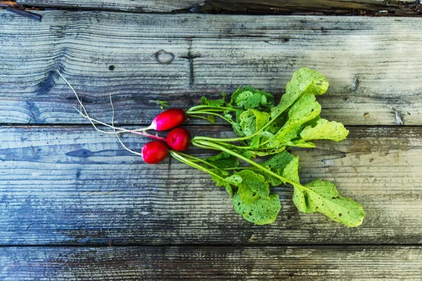 Radish with a tops on an old table — Stock Photo, Image