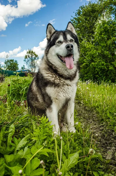 Çimenlerin üzerinde oturan malamute köpek