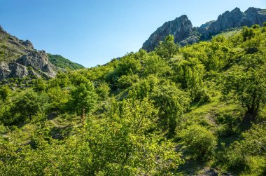 Dağ zirveleri ve büyüyen çalılar