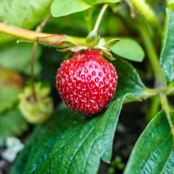 Bir Bush olgun çilek