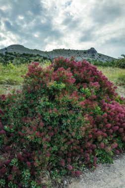 Çiçekli çalı dağlarda