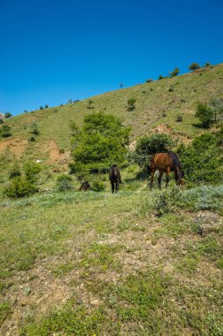Atları bir dağ çayır otlatmak