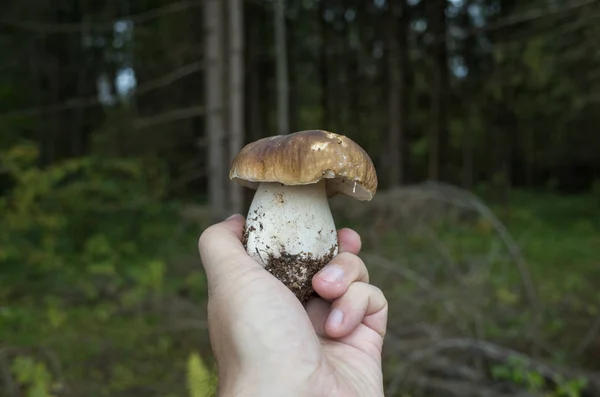Лесной белый гриб в руке — стоковое фото