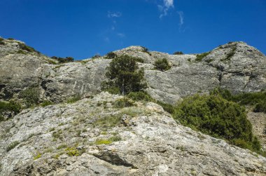 Mount Alchak, Sudak, Crimea ağaçta