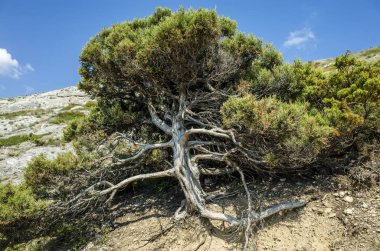 Ağaç dağ yamacında