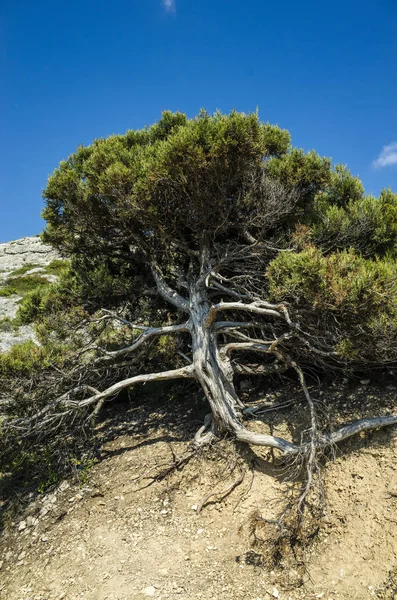 Δέντρο Στην Πλαγιά Του Βουνού — Φωτογραφία Αρχείου