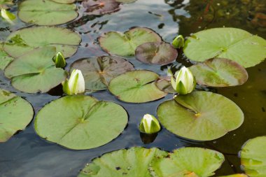 Beyaz nilüferler göl üzerinde