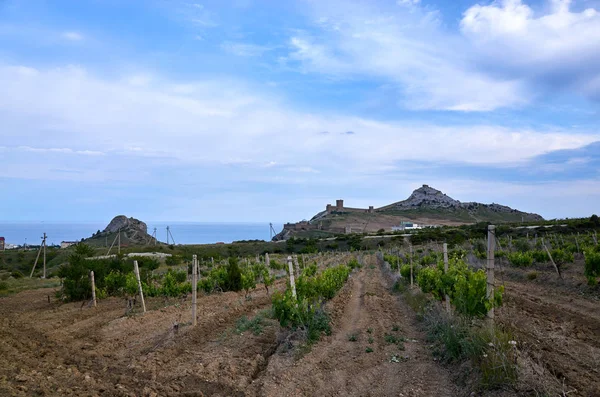 Wijngaarden Hooglanden Prachtig Uitzicht Bergen Sudak District Republiek Krim Stockfoto