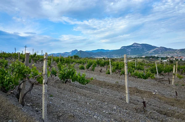 Wijngaarden Hooglanden Prachtig Uitzicht Bergen Sudak District Republiek Krim Rechtenvrije Stockafbeeldingen