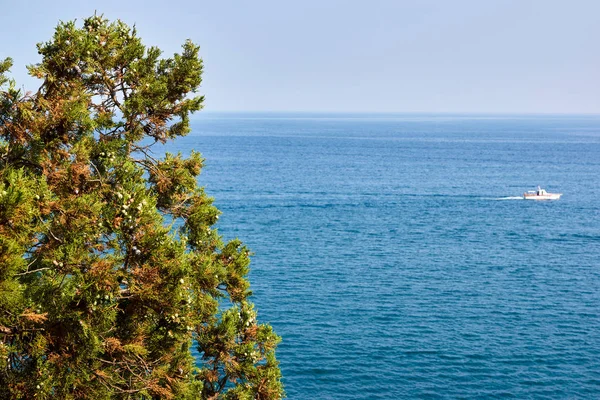 Вид Морской Горизонт Джунипер Дерево Конусами — стоковое фото
