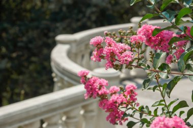 Açık mermerden bir terasta, çalıların üzerinde pembe çiçekler.