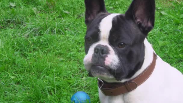 Cachorro retrato sentado en el césped — Vídeo de stock