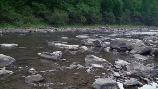 美丽的夏日大自然中的溪水 — 图库视频影像