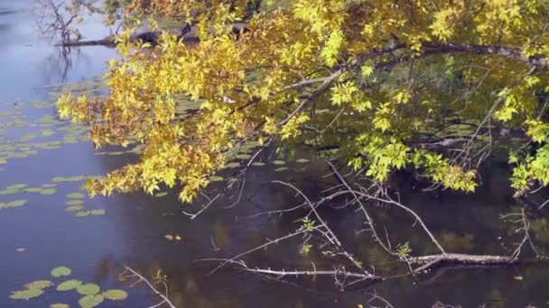 Caída en el campo . — Vídeo de stock