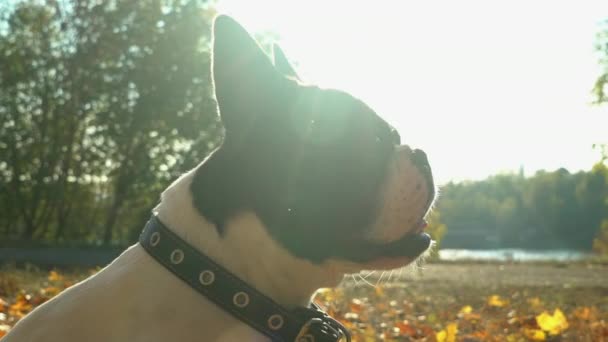 Kleine pup genieten van zonnige dag. — Stockvideo