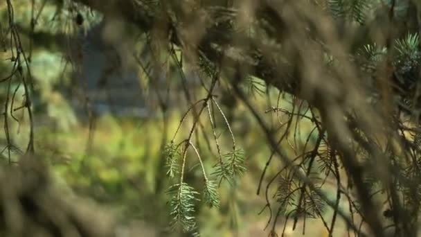 モミ枝すぐ詳細を。秋の木に緑色の針。ソフトのパノラマ。森林の素晴らしい自然風景. — ストック動画