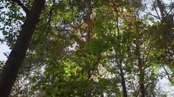 Journée ensoleillée dans le parc ou la forêt . — Video