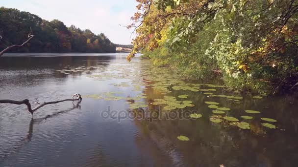 Podzimní park s jezerem. — Stock video