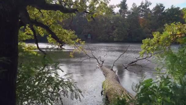 Vista sul parco scena non urbana . — Video Stock