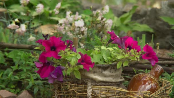 Krásné květinové pozadí. — Stock video