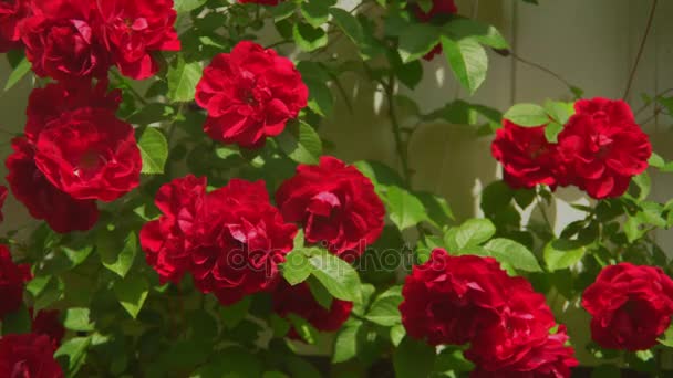 Rode rozen groeien op bush buitenshuis. — Stockvideo