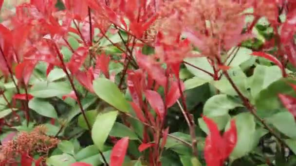 Gekleurde planten close-up van aard — Stockvideo