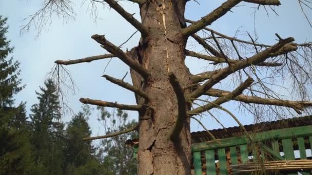 Árbol tronco suave panorama — Vídeo de stock