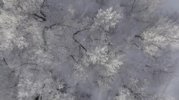 Winter forest, flyger över träden översållad med frost — Stockvideo
