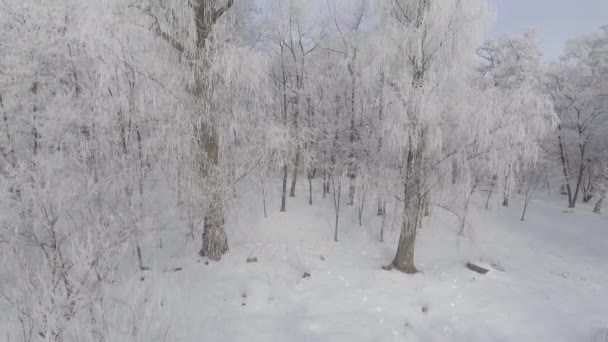 Panorama de árboles cubiertos de heladas sobre el bosque invernal — Vídeos de Stock