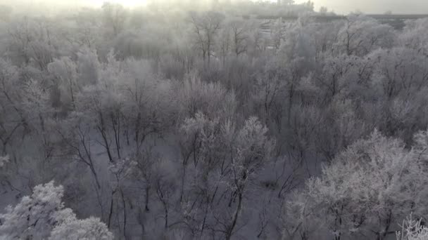 Árvores na neve, cobrir uma vista superior do sol brilha — Vídeo de Stock